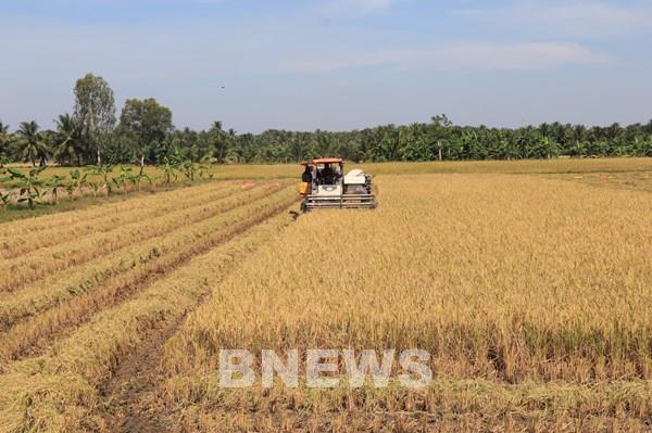 Nông nghiệp xanh tạo nền tảng phát triển ở Vĩnh Long