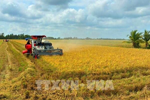 Giá lúa giảm, ngành nông nghiệp nêu các giải pháp hỗ trợ nông dân