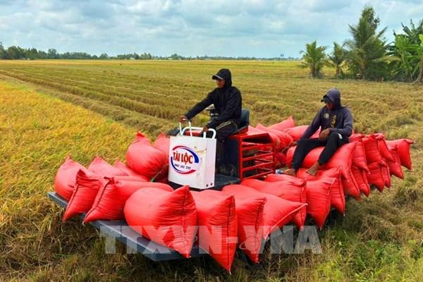 Gạo đặc sản Cà Mau tìm đường ra thị trường quốc tế