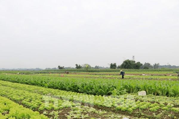  Thị trường rộng mở, nông sản hữu cơ vẫn loay hoay tìm chỗ đứng