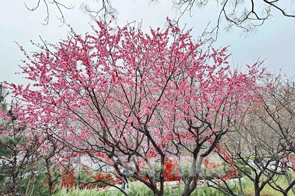 Bắc Kinh mùa hoa đào nở