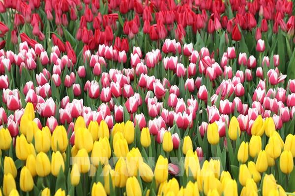 Washington D.C. rực rỡ Ngày hội hoa Tulip