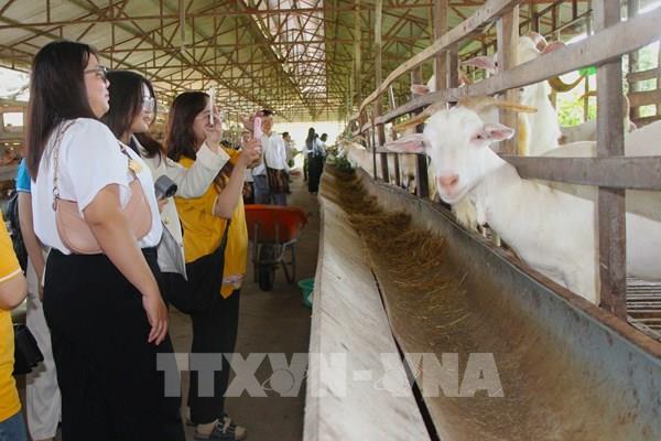 Du lịch nông nghiệp mở lối tăng trưởng cho Cần Thơ