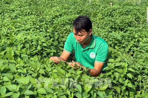 Rau gia vị Việt chinh phục thị trường châu Âu