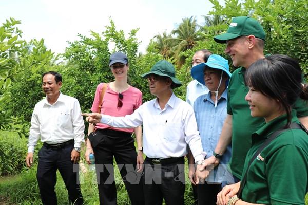Vĩnh Long bắt tay doanh nghiệp Hà Lan xây chuỗi cây có múi
