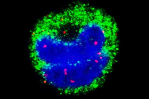 Ký sinh trùng sốt rét dùng mRNA “đánh lạc hướng” hệ miễn dịch