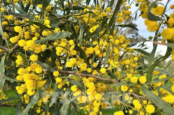 Sắc Xuân ở xứ Bắc Phi