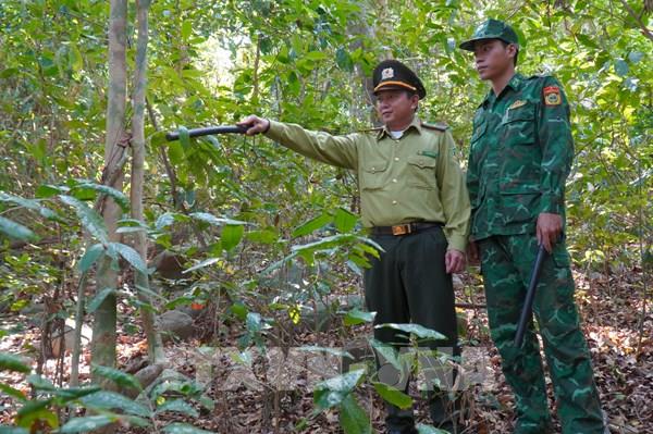 Giữ rừng Hòn Khoai: Bảo vệ tài nguyên, sinh kế bền vững