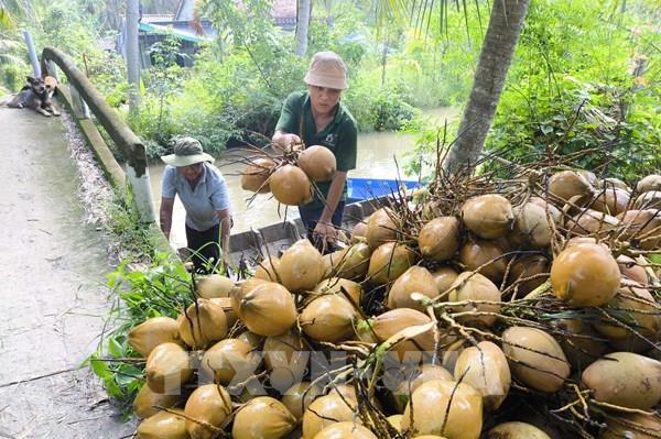 Vĩnh Long tìm lời giải ổn định ngành dừa tỷ USD