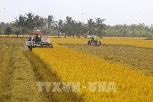 Chuỗi liên kết “xanh” mở đường cho thương hiệu gạo Việt
