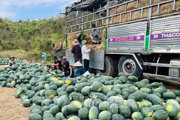 Gia Lai tìm đầu ra cho dưa hấu giữa cảnh được mùa rớt giá