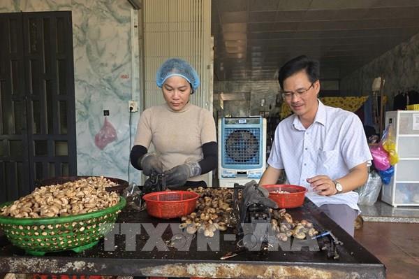 Giá điều tăng cao, nông dân Gia Lai vẫn thất thu