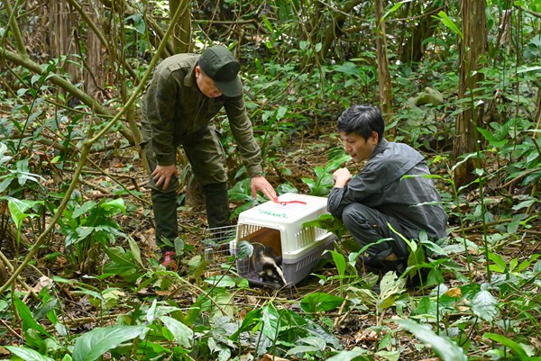 Đưa Cúc Phương trở thành mô hình tiêu biểu về “tái hoang dã”