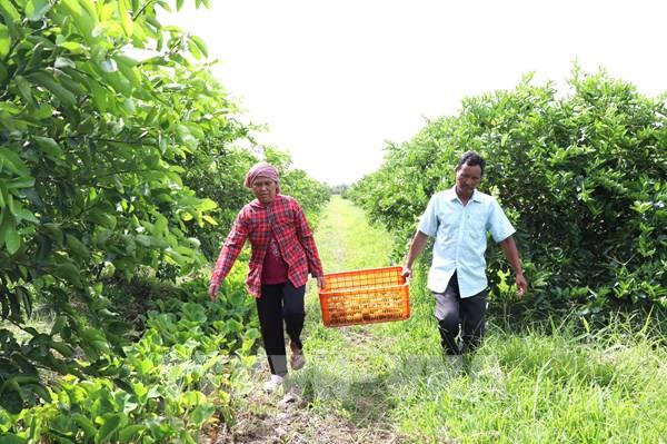 Liên kết 4 nhà, chanh không hạt Vĩnh Long bứt phá xuất khẩu