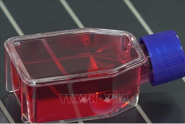 Nhật Bản ra mắt dịch vụ lưu trữ tế bào gốc iPS cá nhân