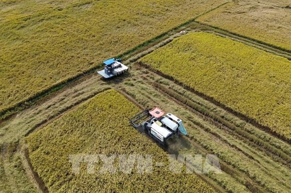 Tái cấu trúc chuỗi lúa gạo: Lối thoát "được mùa, mất giá"