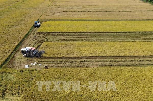 Giá lúa gạo tiếp đà tăng, gạo thơm chạm ngưỡng 500 USD/tấn