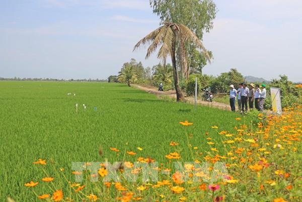 Lúa xanh An Giang: Hướng đi mới nâng giá trị hạt gạo Việt