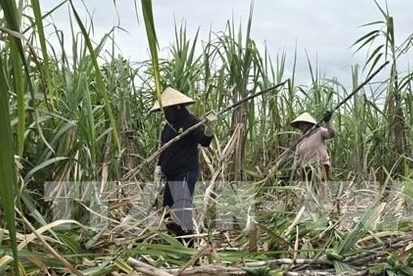 Mía được giá, nông dân Khánh Hoà lãi 20–25 triệu đồng/ha