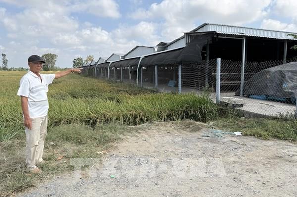 Đồng Tháp: Trại gà gây ô nhiễm, dân kêu cứu suốt 5 năm