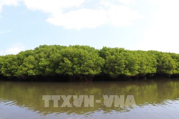 Tỷ lệ che phủ rừng toàn quốc năm 2025 đạt 42,03%