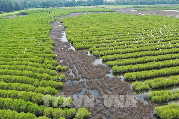  Vẻ đẹp hoang sơ của rừng ngập mặn Bàu Cá Cái