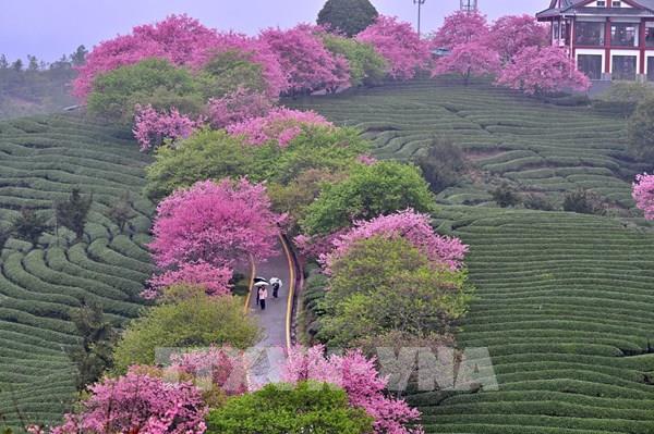 Hoa anh đào nở rộ tại nhiều quốc gia trên thế giới