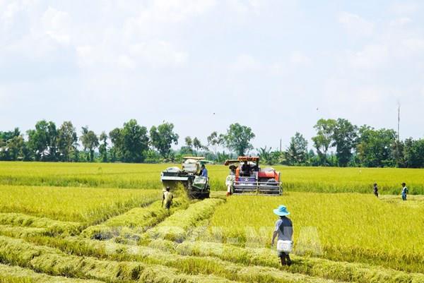 Liên kết sản xuất giúp người trồng lúa giảm rủi ro do ảnh hưởng thị trường​