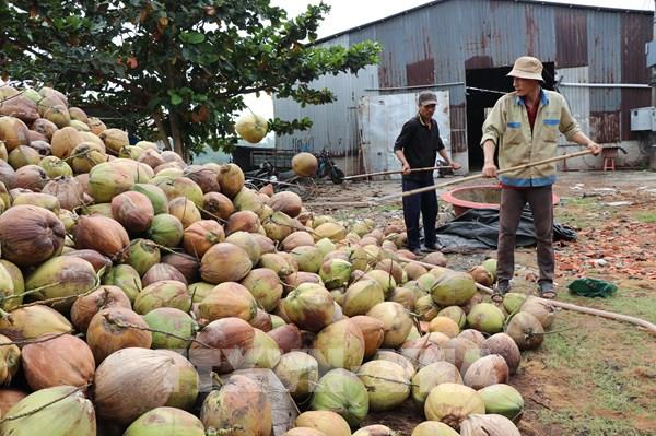 Giá dừa khô Vĩnh Long thấp nhất trong nhiều năm trở lại đây