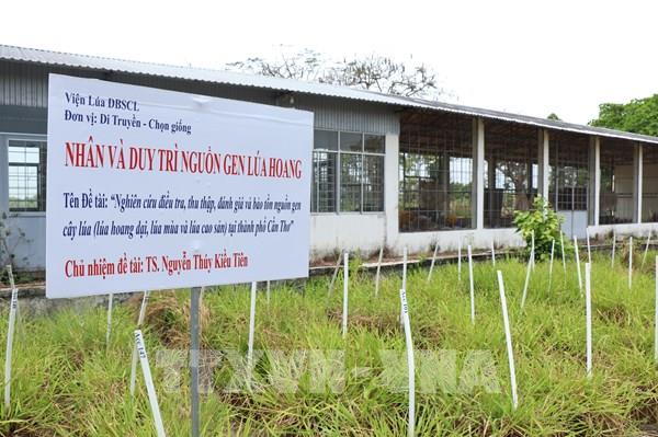 Bảo tồn lúa hoang - giữ gìn “ngân hàng gen sống” cho tương lai