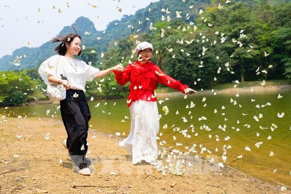 Cúc Phương rộn ràng khi mùa “Bướm” về sớm