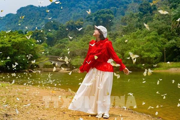 Cúc Phương rộn ràng khi mùa bướm đến sớm