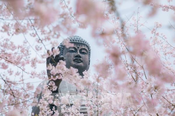 Rực rỡ hoa anh đào dưới bóng Đại Phật Ushiku