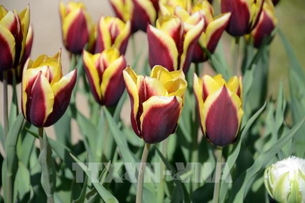 Sắc xuân tràn ngập các vườn hoa tại Paris (Pháp)