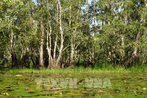 Đồng Tháp báo động cháy rừng cấp cực kỳ nguy hiểm tại 12 xã