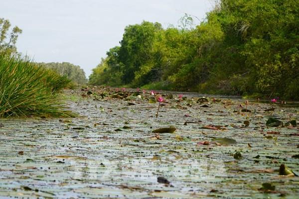 Tràm Chim: "Mỏ vàng" du lịch sinh thái Đồng Tháp Mười