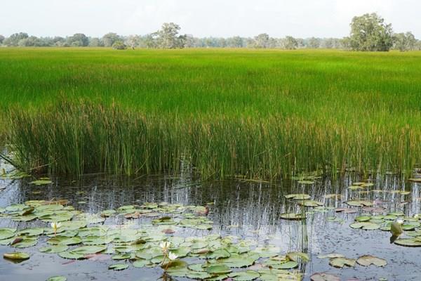 Tràm Chim hồi sinh, mở lối kinh tế sinh thái bền vững