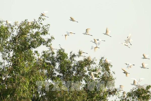 Ngắm cò bay trên đồng Cần Thơ, chạm miền ký ức xưa