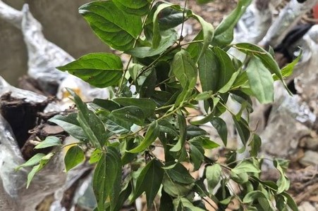 Siết chặt kiểm soát khai thác, buôn bán cây muội hồng