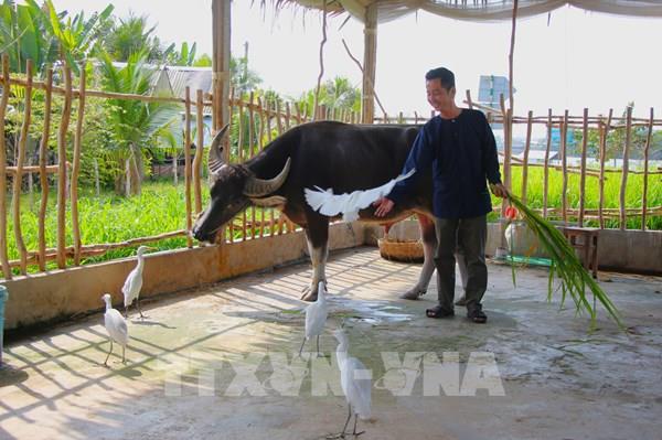 "Con trâu, cánh cò" và cách làm du lịch xanh ở Cồn Sơn