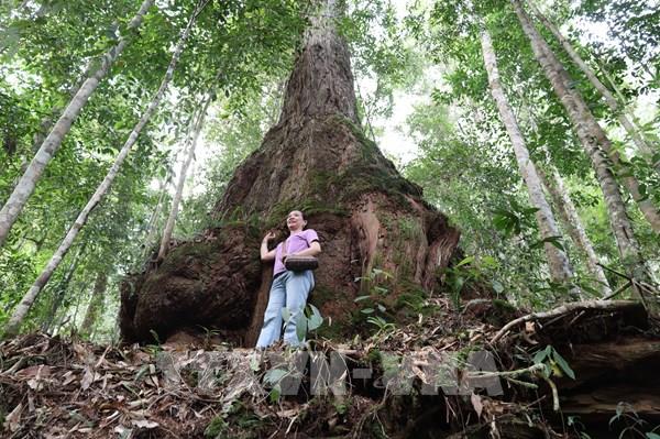 Khám phá rừng Pơ mu - “Di sản sống” phía Tây Đà Nẵng