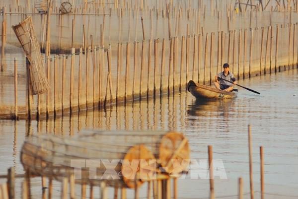 Những mảnh đời trên mặt phá Tam Giang - Bài 1: Lênh đênh sóng nước