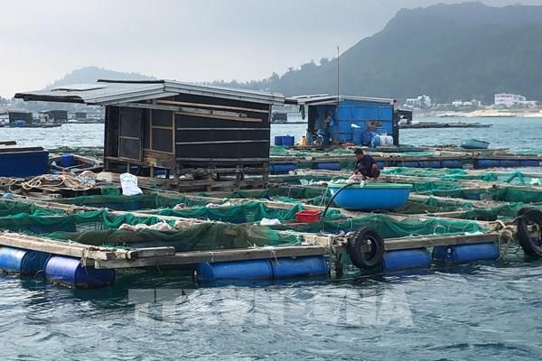Quảng Ngãi: Cá bớp nuôi thương phẩm chết hàng loạt