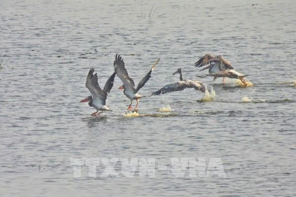 Sau 6 năm, bồ nông chân xám bất ngờ trở lại Tràm Chim