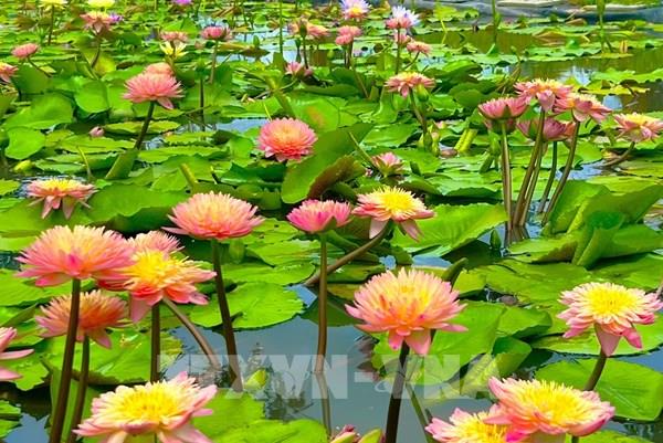 "Thảm hoa" trăm sắc hút khách ở Cần Thơ