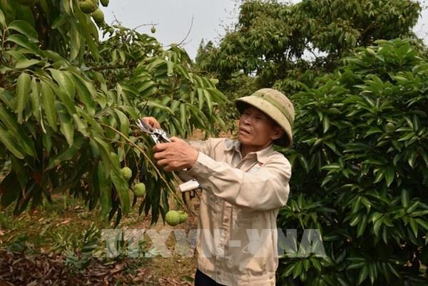 Doanh nghiệp đặt hàng sớm mở kỳ vọng cho vụ vải thiều 2026