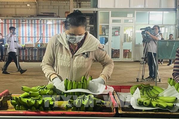 Đồng Nai mở rộng thị trường xuất khẩu chuối