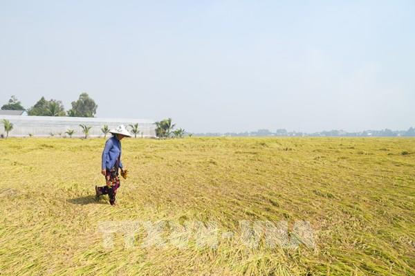 An Giang: Nông dân gặp khó vì thiếu máy cắt lúa vụ Đông Xuân 2025-2026