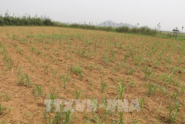 EU thông qua quy định mới về công nghệ gene trong nông nghiệp