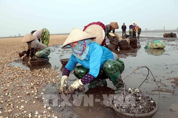Hưng Yên: Ngao chết hàng loạt khiến người nuôi thiệt hại nặng